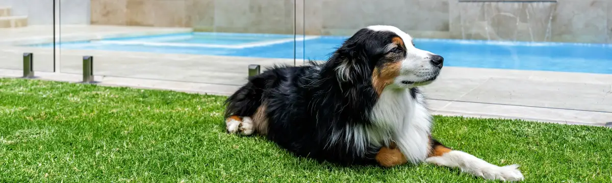 A dog resting on the lawn outside a frameless glass pool fence, with the pool behind the glass